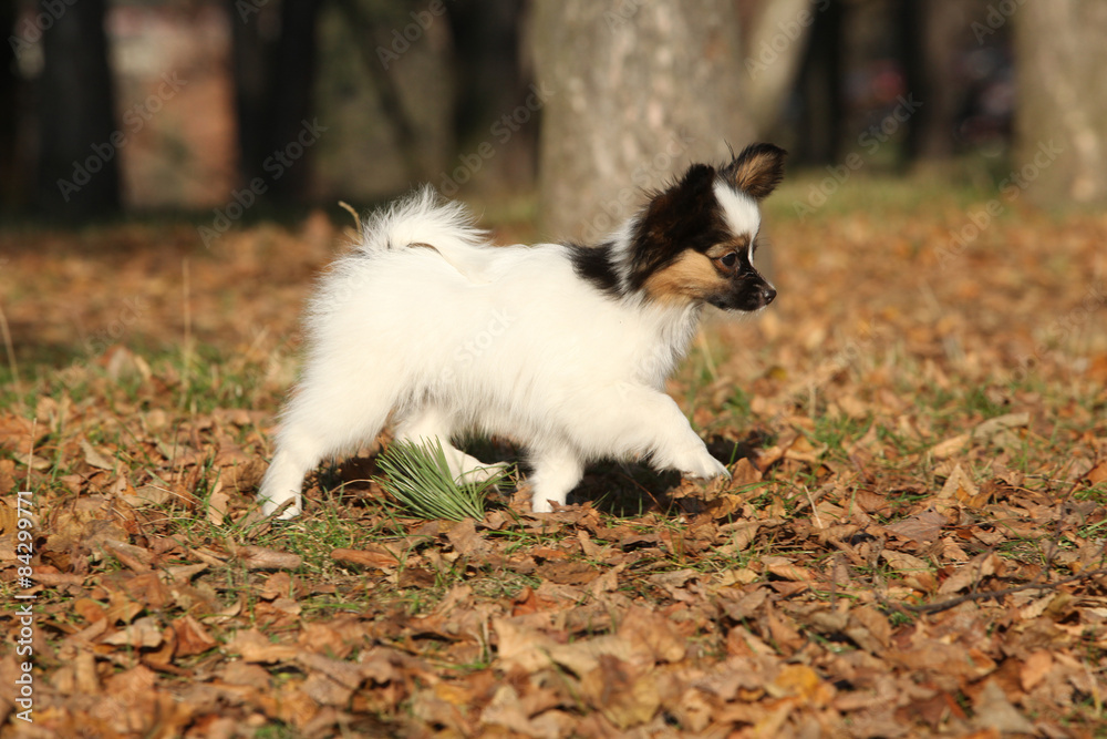 Amazing paillon puppy running in autumn Amazing paillon puppy running in autumn