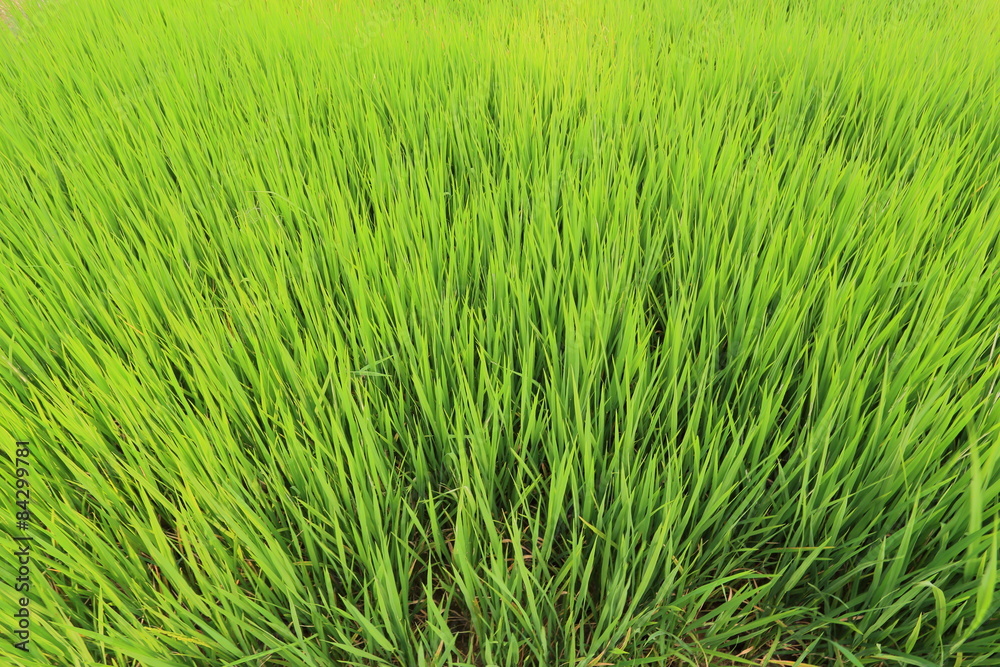 Rice fields in Thailand Rice fields in Thailand