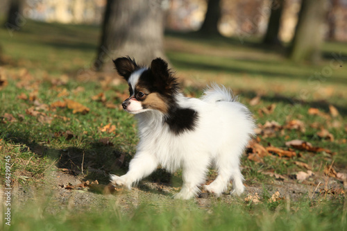 Amazing paillon puppy running in autumn © Zuzana Tillerova