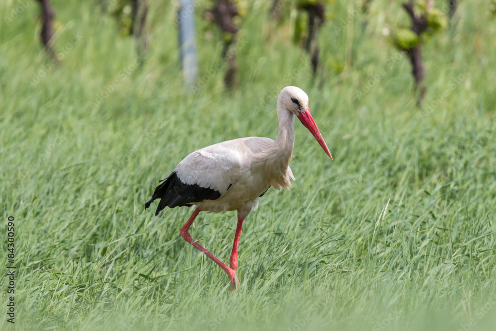Portrait of a white stork Portrait of a white stork