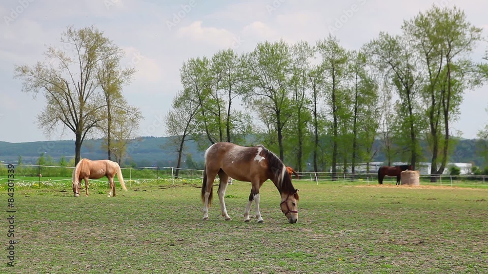 Beautiful horses on the spring pasture on the ranch Beautiful horses on the spring pasture on the ranch