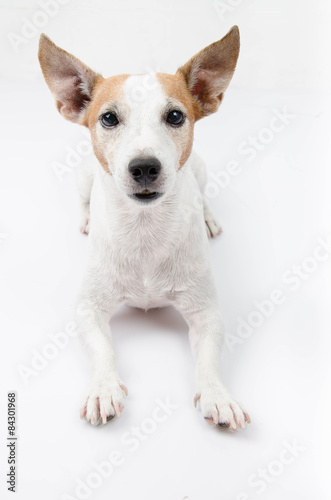 Jack russel portrait on white background,