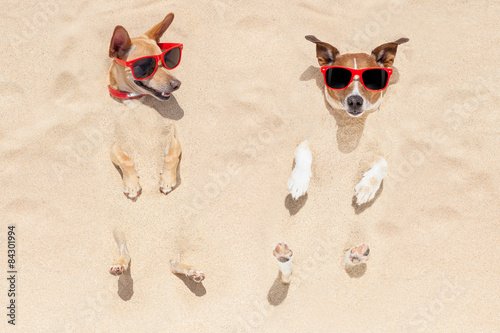 Konstfotografi couple of dogs buried in sand