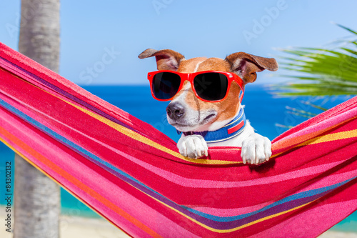 dog summer hammock © Javier brosch