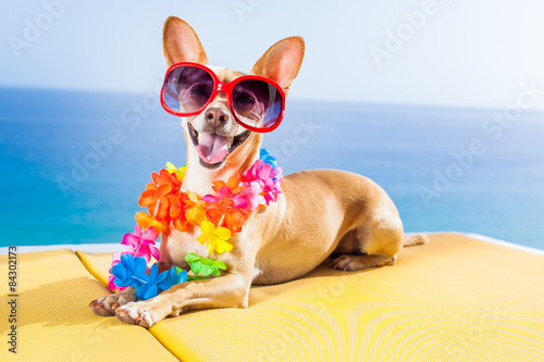 dog summer beach © Javier brosch