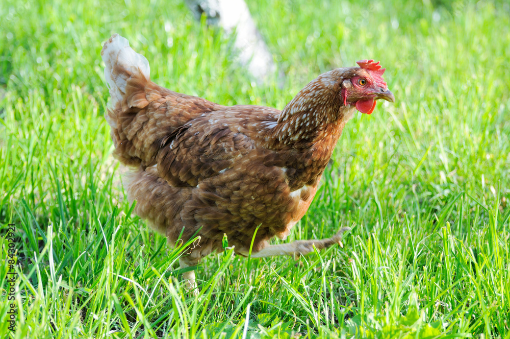 Fototapeta premium Chicken