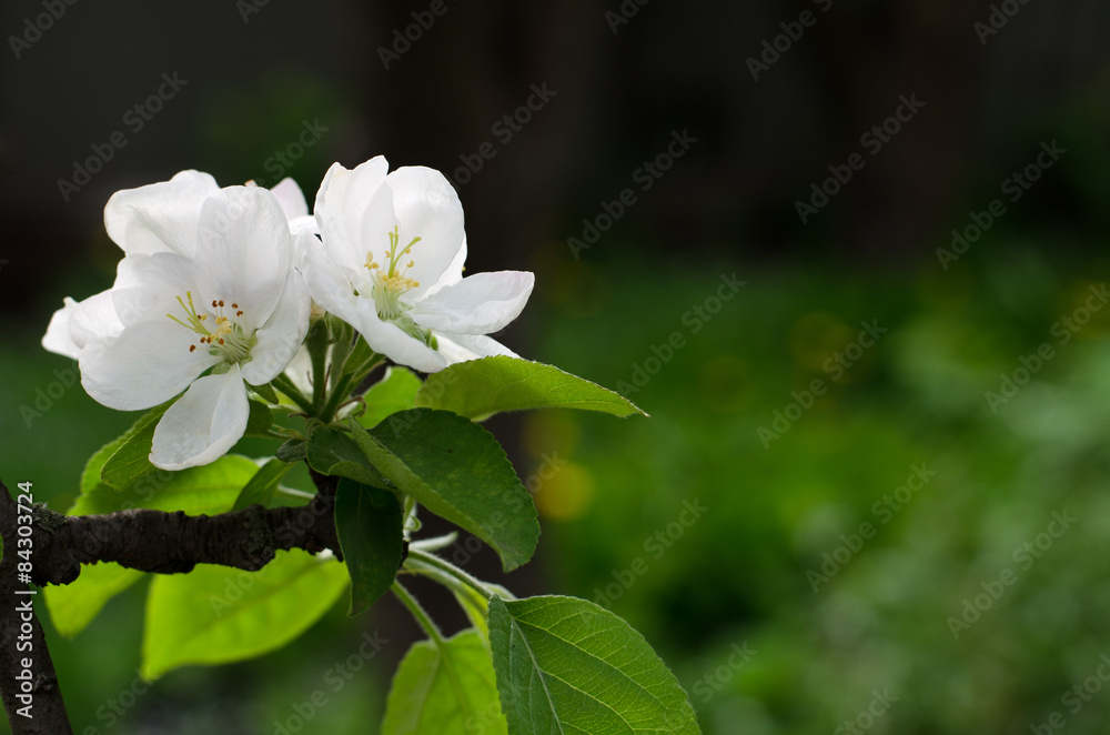 white apple blossom in the garden white apple blossom in the garden