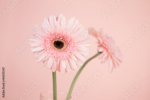 sweet pink Gerbera flower, romantic moment