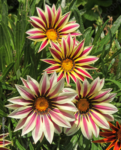 Gazania