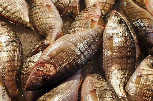 Italian fish market - Sand steenbras (Lithognathus mormyrus)  photo