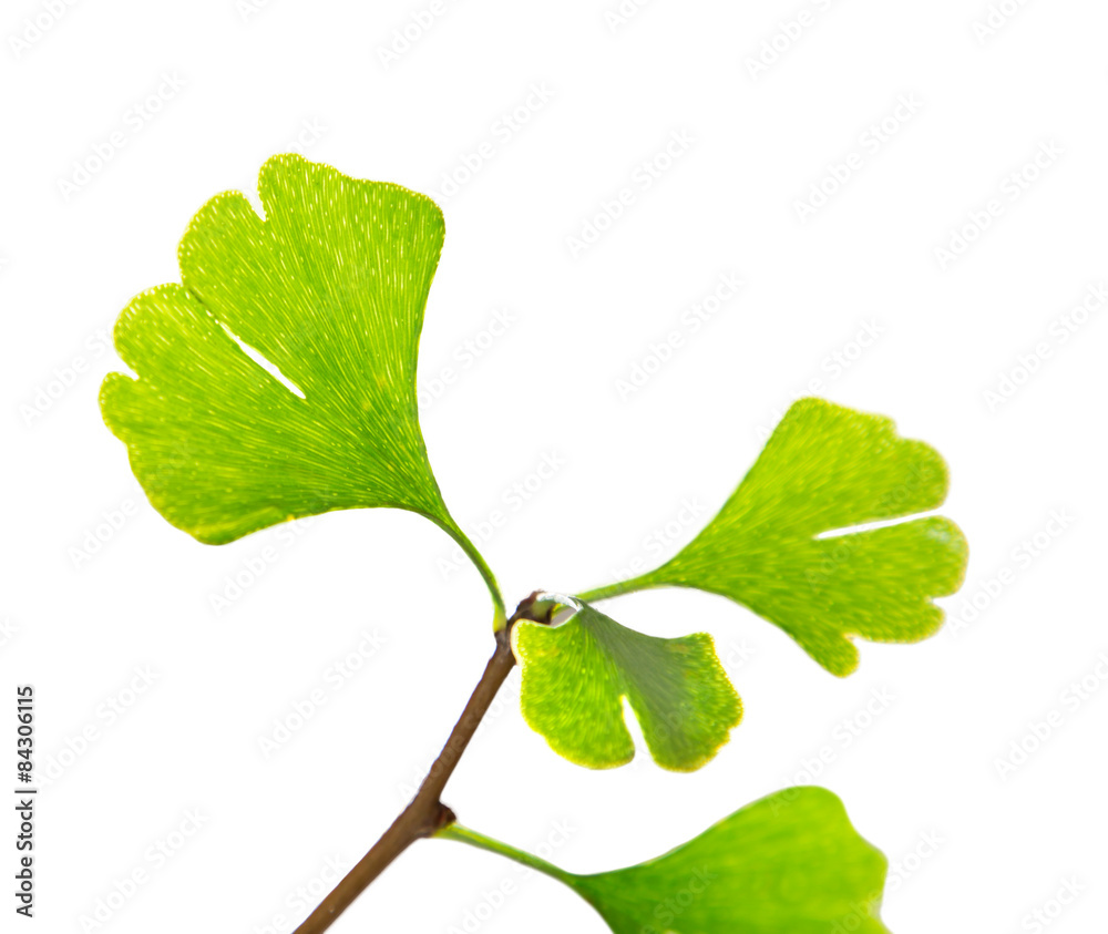 Fototapeta premium Ginkgo biloba tree branch