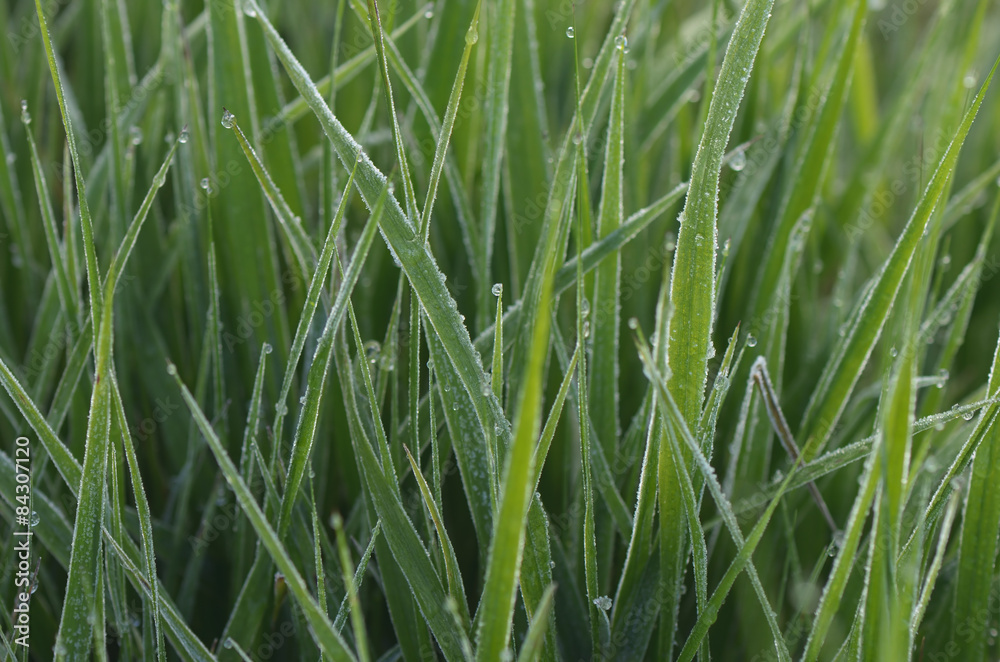 Obraz premium Green grass