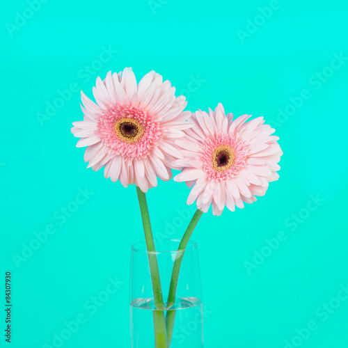 sweet pink  Gerbera flower  romantic moment