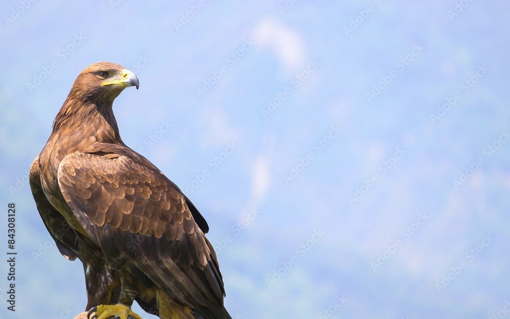 Fototapeta premium Steinadler