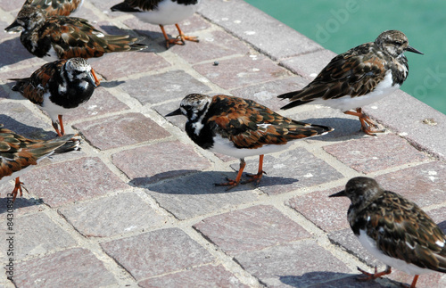 Tournepierre à collier (Arenaria interpres) dans le port de Cor photo