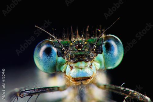 Portrait of blue dragonfly. Russian nature
