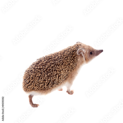 Long-eared hedgehog on white © Farinoza