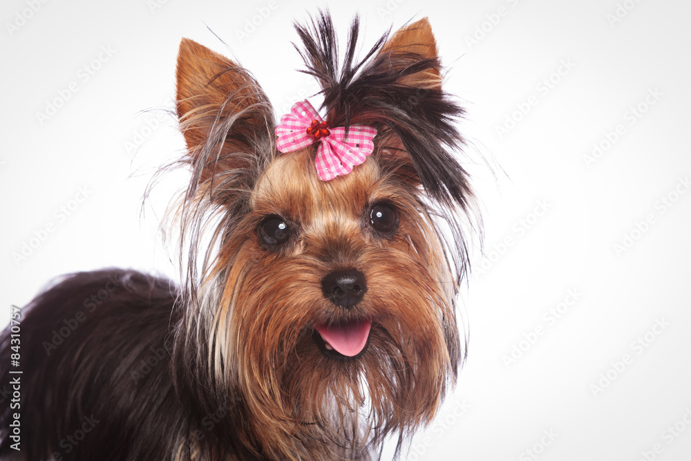 yorkshire terrier puppy with pink bow in its hair
