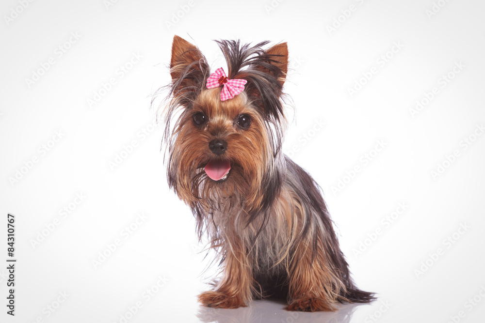 cute yorkshire terrier dog sitting on studio background cute yorkshire terrier dog sitting on studio background