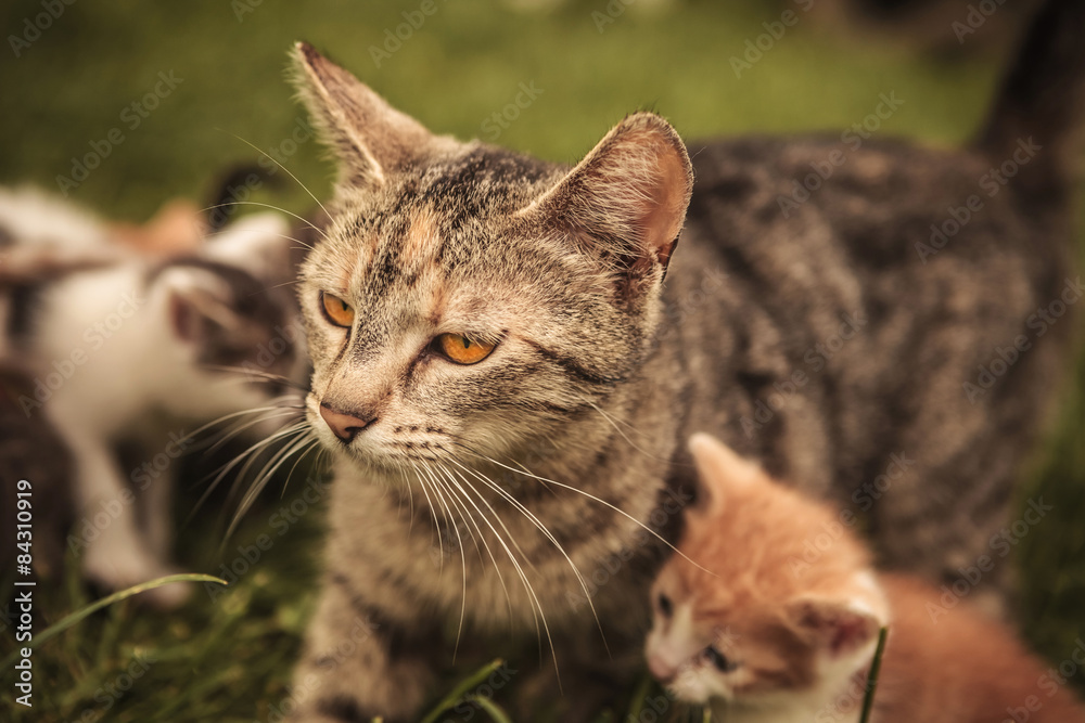 mother cat and its many little cubs