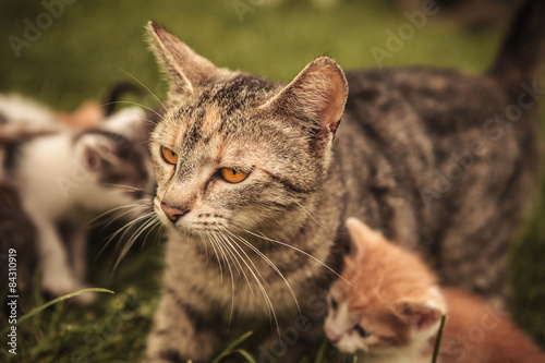 mother cat and its many little cubs © Viorel Sima