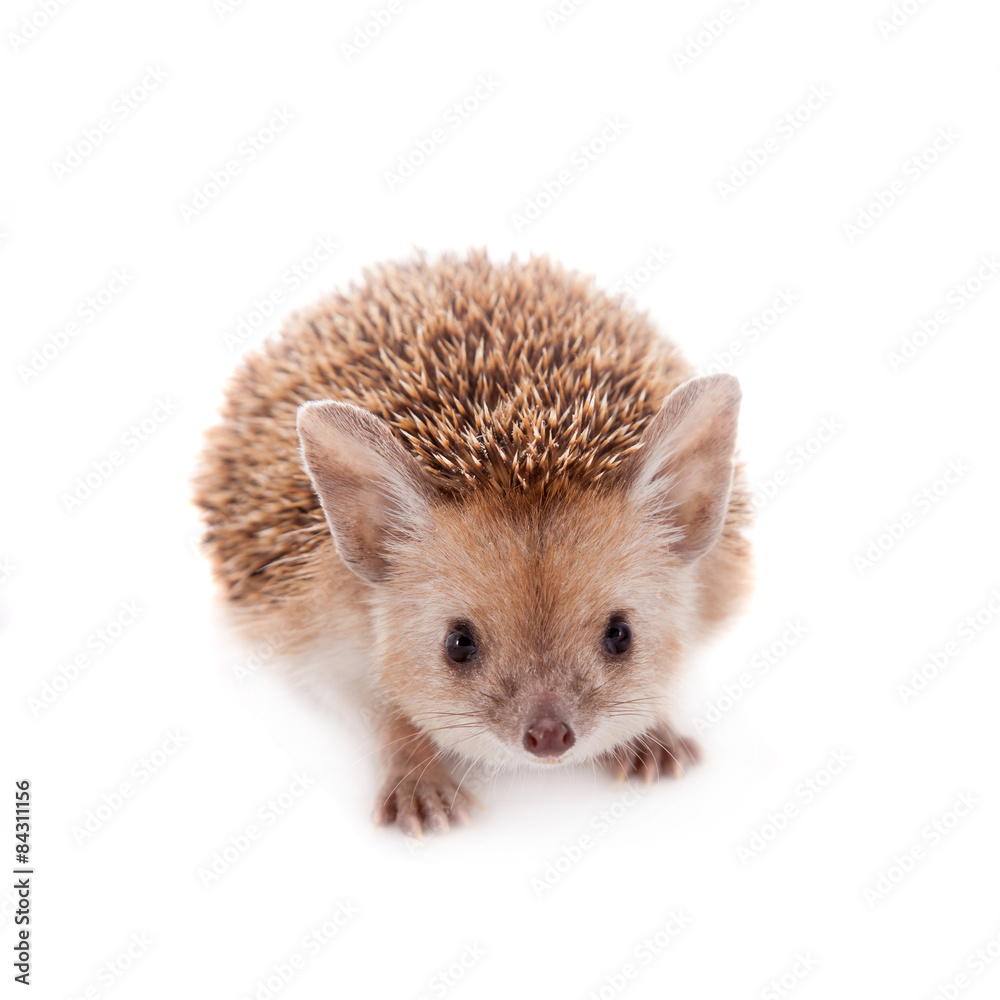 Obraz premium Long-eared hedgehog on white