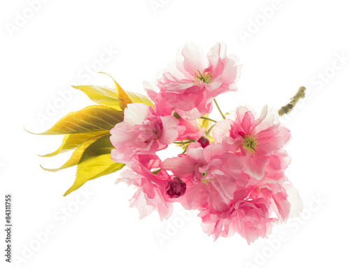 Blossoms of sakura cherry tree isolated on white. Spring flowers