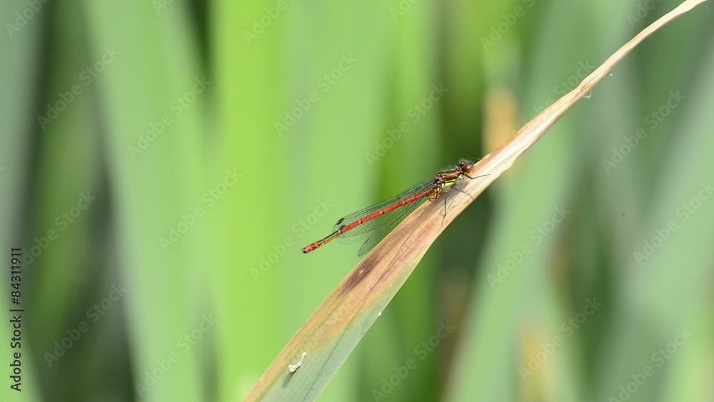 Frühe Adonislibelle, Pyrrhosoma nymphula
Frühe Adonislibelle, Pyrrhosoma nymphula
