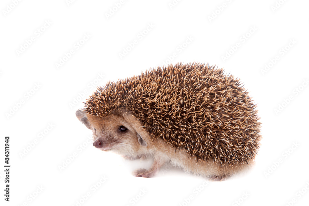 Obraz premium Long-eared hedgehog on white