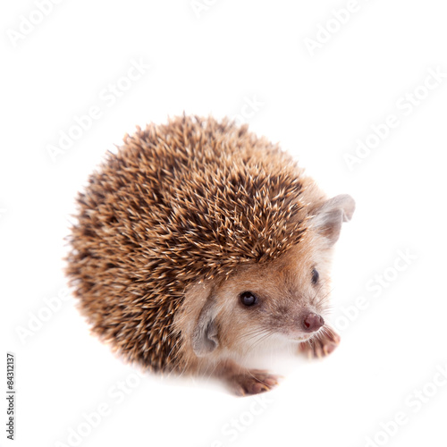 Long-eared hedgehog on white