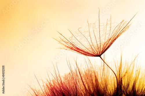 abstract dandelion flower  sunrise background