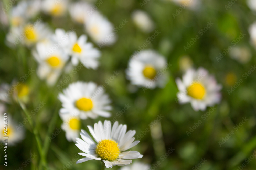 green meadow and daisies - flower background