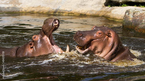 Two fighting hippos (Hippopotamus amphibius)