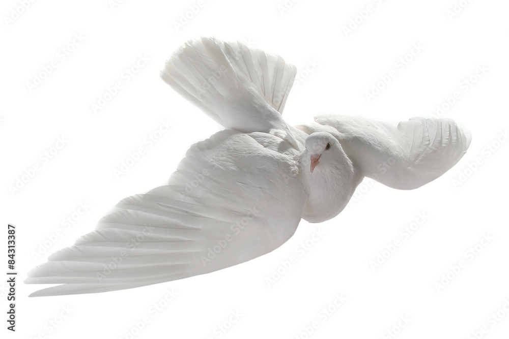 Naklejka premium white pigeon