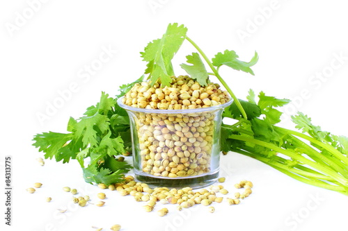 coriander seeds with leaves in white background
