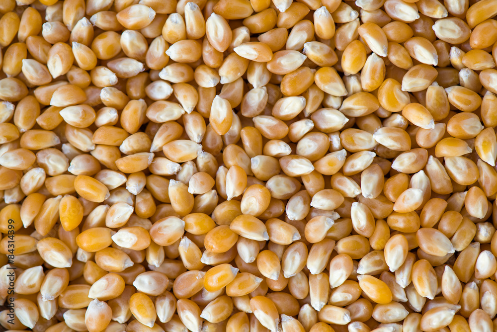 Corn Seeds Corn Seeds