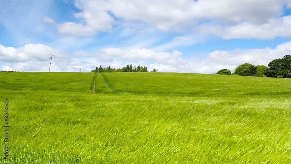 Green field of barley blowing in the wind and blue sky, HD