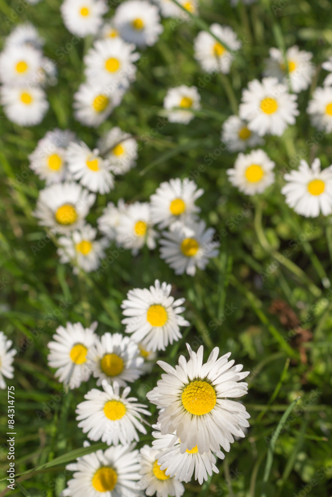 green meadow and daisies - flower background green meadow and daisies - flower background