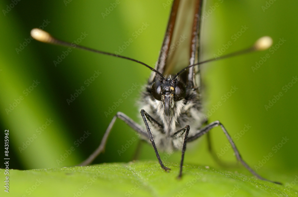 Butterfly sit on green leaf. Russian nature Butterfly sit on green leaf. Russian nature