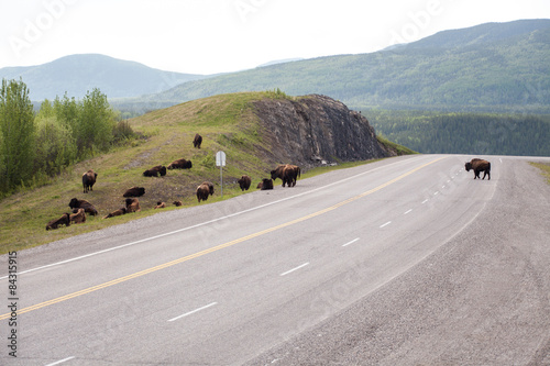 Herd of Bison on Road