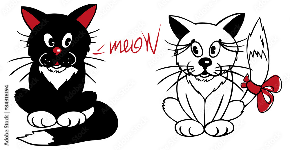 black and white cat black and white cat