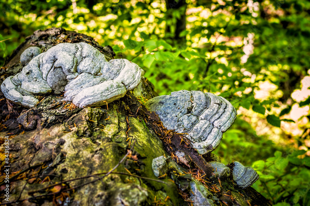 Hoof Fungus Growing on a Fallen Tree Trunk