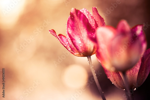 red tulips with water drops