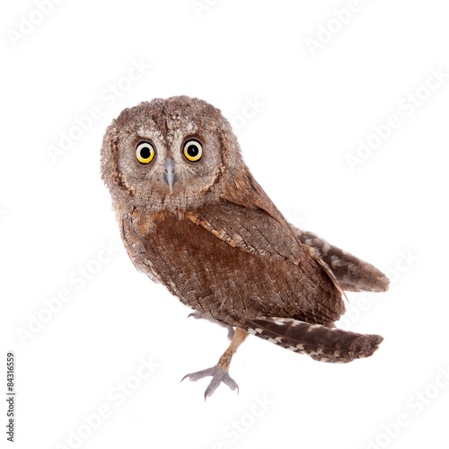 The European scops owl on white photo