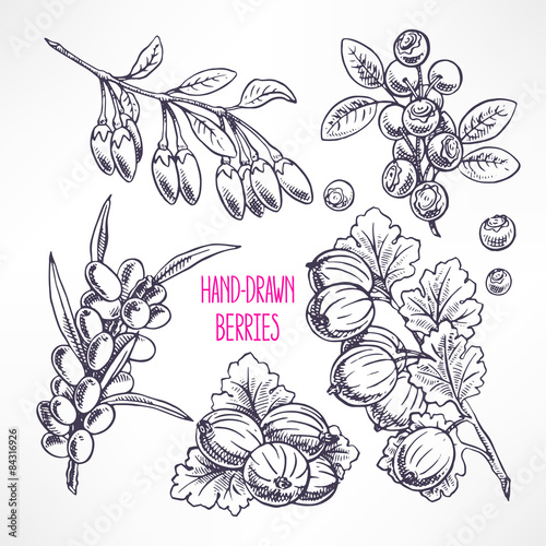 set with different sketch berries