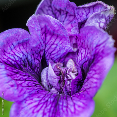 Fototapeta Naklejka Na Ścianę i Meble -  Purple Petunia Detail