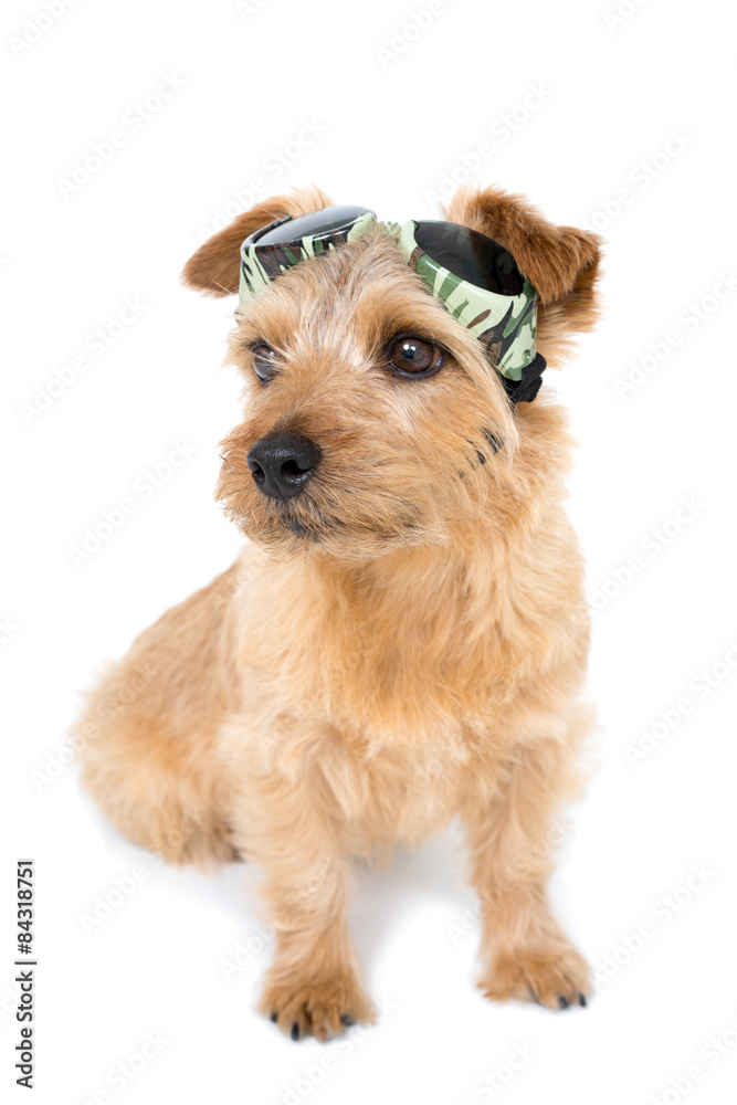 ゴーグルをした犬