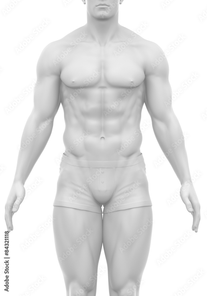 White male isolated anterior view in anatomical postition White male isolated anterior view in anatomical postition