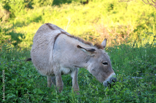 Donkey eating grass in nature. Natural light, selective focus.