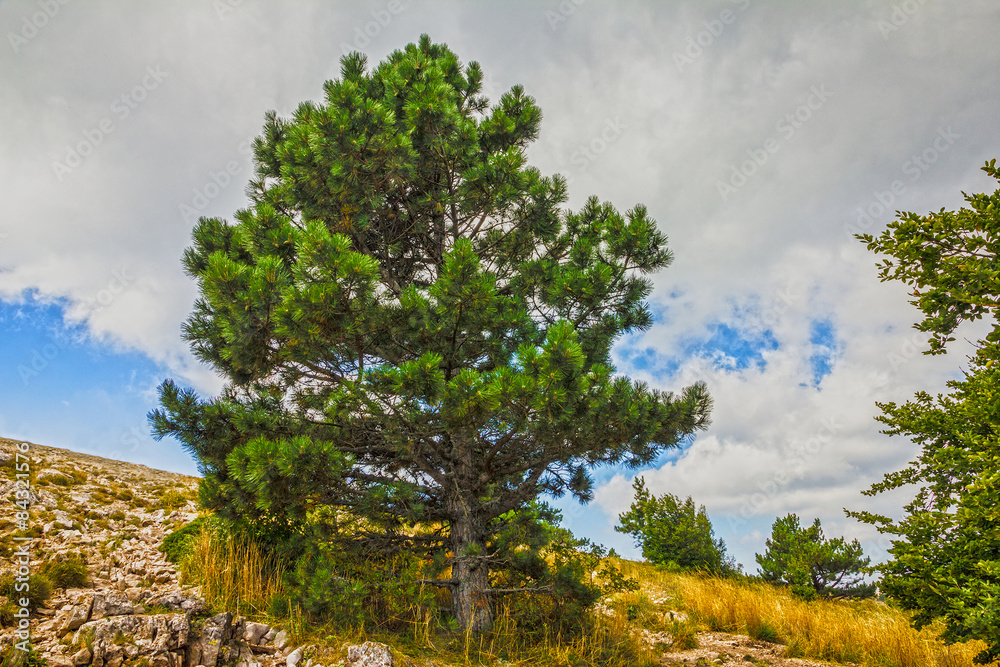 Natural landscape - pine trees. Mountain Ai-Petri, Crimea, Russi Natural landscape - pine trees. Mountain Ai-Petri, Crimea, Russi